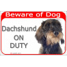 Red Portal Sign "Beware of Dog, wirehaired Dachshund on duty" Gate plate Dackel Teckel Doxie Weenie photo notice