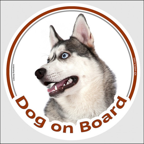 Circle sticker "Dog on board" 15 cm, Grey Siberian Husky Head, Decal adhesive car label
