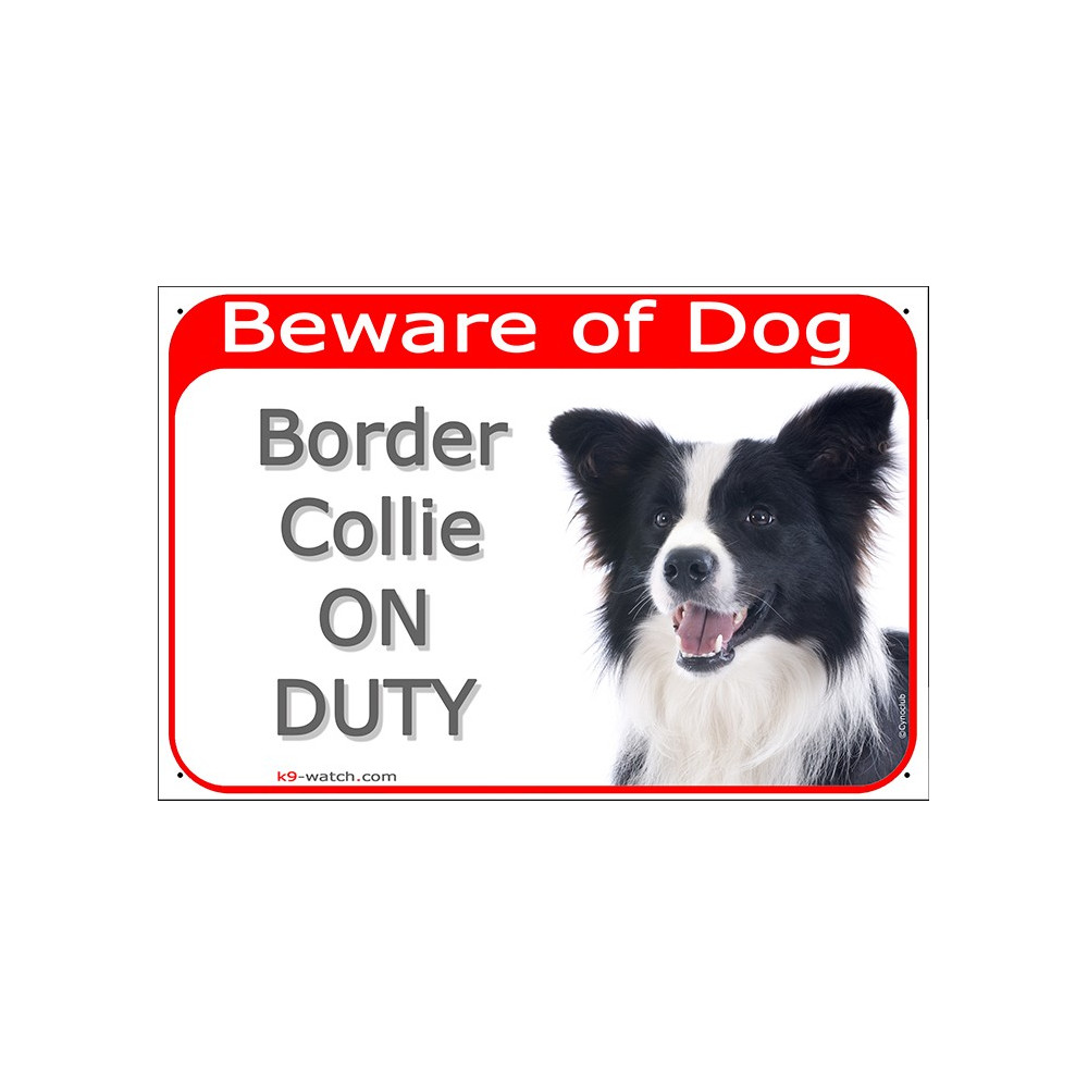 long haired border collie