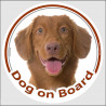 Nova Scotia Duck Tolling Retriever Head, circle sticker "Dog on board" decal label adhesive car Toller photo notice