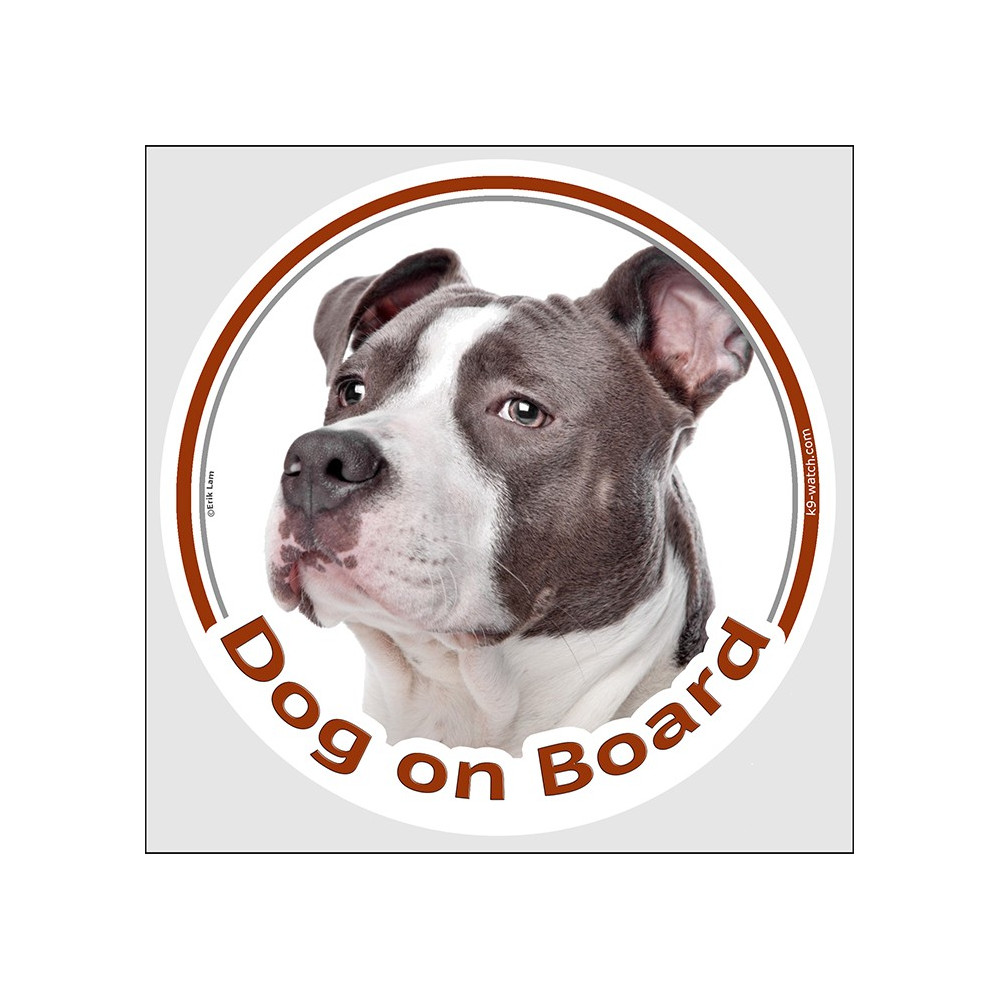 blue brindle amstaff