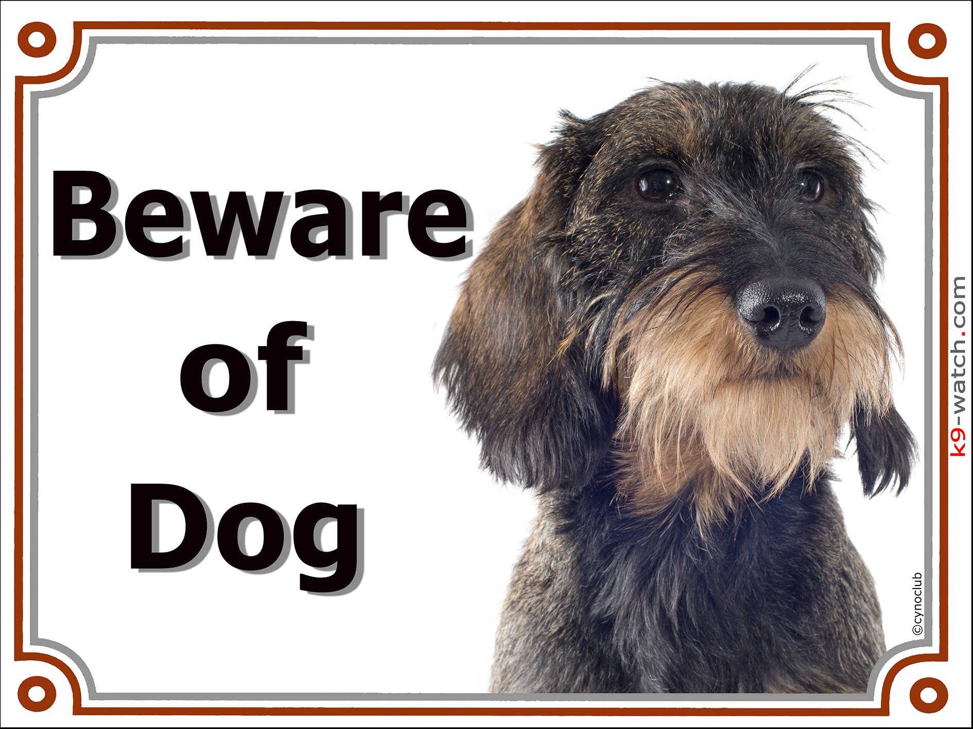 Wild boar hot sale wirehaired dachshund