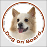 Circle sticker "Dog on board" 15 cm, Icelandic Sheepdog Head, decal adhesive car label Iceland Spitz
