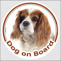 Circle sticker "Dog on board" 15 cm, Blenheim Cavalier King Charles Spaniel Head