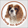 Circle sticker "Dog on board" 15 cm, Blenheim Cavalier King Charles Spaniel Head, decal adhesive car label, white and brown
