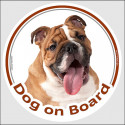 Circle sticker "Dog on board" 15 cm, fawn & white English Bulldog Head