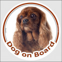 Ruby Cavalier King Charles, circle sticker "Dog on board" 15 cm