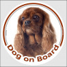 Circle sticker "Dog on board" 15 cm, Ruby Cavalier King Charles Spaniel Head, decal adhesive car label red brown