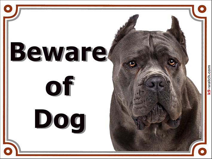 blue merle cane corso