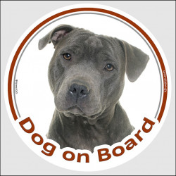 Circle sticker "Dog on board" 15 cm, grey blue Staffie Head, decal adhesive car label Staffordshire Bull Terrier