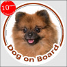 Circle sticker "Dog on board" 15 cm, Orange Pomeranian Head, adhesive decal label pom red fawn