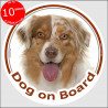 Circle sticker "Dog on board" 15 cm, red merle Australian Shepherd Head, decal Aussie adhesive label car
