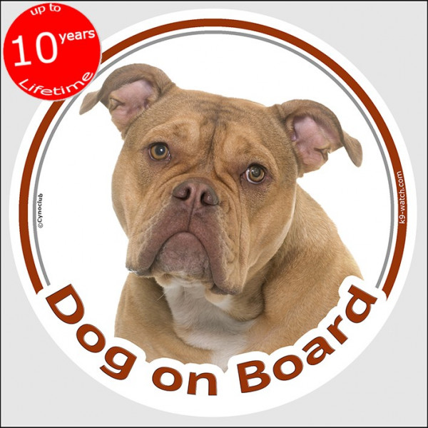 Circle sticker "Dog on board" 15 cm, Old English Bulldog Head, decal adhesive car label