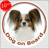 Circle sticker "Dog on board" 15 cm, Continental Toy Spaniel Papillon Head, decal adhesive car label