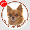 Circle sticker "Dog on board" 15 cm, red long hair Chihuahua, car label, decal adhesive fawn orange