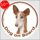 Podenco Canario , car circle sticker "Dog on board" decal label adhesive, Canary Island Warren Hound dog photo notice