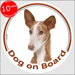 Podenco Canario , car circle sticker "Dog on board" decal label adhesive, Canary Island Warren Hound dog photo notice