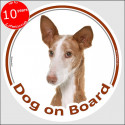 Podenco Canario, carcircle sticker "Dog on board" 15 cm