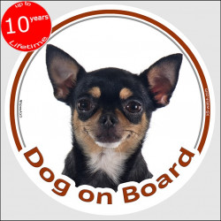 Chihuahua black & tan short hair, circle sticker "Dog on board" 15 cm, car decal label