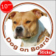 Fawn Amstaff, circle sticker "Dog on board" 15 cm, car decal label Orange American Staffordshire Terrier adhesive photo notice