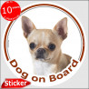 Fawn Creme short hair Chihuahua, circle sticker "Dog on board" 15 cm, car decal label photo notice adhesive