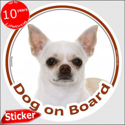 White short hair Chihuahua, circle sticker "Dog on board" 15 cm, car decal label adhesive photo notice