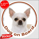 White short hair Chihuahua, circle sticker "Dog on board" 15 cm, car