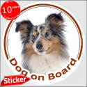 Blue Merle Shetland, circle sticker "Dog on board" 15 cm, car decal label