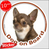 Brown Chocolate short hair Chihuahua, circle sticker "Dog on board" 15 cm, car adhesive photo notice