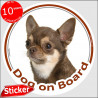 Chocolate short hair Chihuahua, circle sticker "Dog on board" 15 cm, car