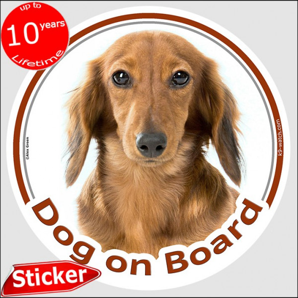 Red long-haired Dachshund, circle sticker "Dog on board" 15 cm, decal adhesive photo notice fawn Doxie