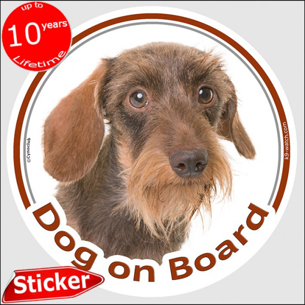 Circle sticker "Dog on board" 15 cm, red wirehaired Dachshund Head, decal adhesive car label fawn orange doxie photo