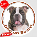 Brindle American Bully, circle sticker "Dog on board" 15 cm, car decal label