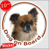 Fawn brown long hair Chihuahua, circle sticker "Dog on board" 15 cm, car decal label adhesive photo notice