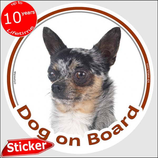 Merle short hair Chihuahua, circle sticker "Dog on board" 15 cm, car decal label adhesive photo notice Arlequin