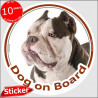 Bicolor Brown and white American Bully, circle sticker "Dog on board" decal label adhesive photo notice