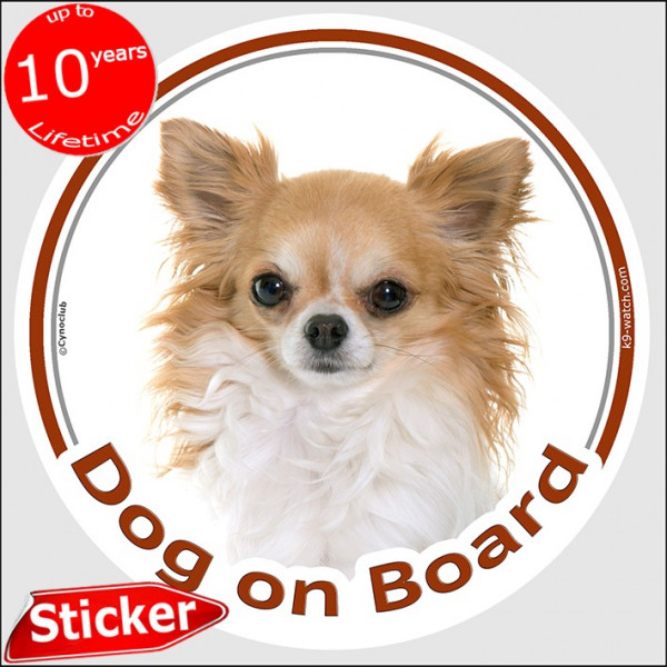 Gold & white long hair Chihuahua, circle sticker "Dog on board" 15 cm, car decal label adhesive photo notice