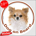 Gold Chihuahua, circle sticker "Dog on board" 15 cm