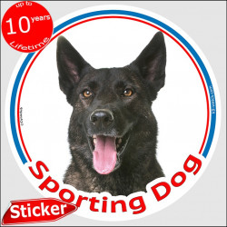 Brindle short haired Dutch Shepherd, circle car sticker "Sporting Dog" 15 cm, decal label sport agility car photo notice