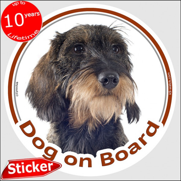 wild-boar wirehaired Dachshund Head, car circle sticker "Dog on board" decal adhesive label fawn orange doxie photo notice