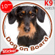 Black and Tan wirehaired Dachshund Head, car circle sticker "Dog on board" decal adhesive label fawn orange doxie photo notice