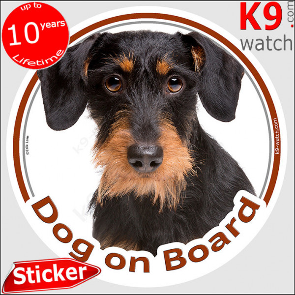 Black and Tan wirehaired Dachshund Head, car circle sticker "Dog on board" decal adhesive label fawn orange doxie photo notice