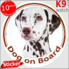 Brown Dalmatian, car circle sticker "Dog on board" decal adhesive car label, carriage spotted coach plum pudding photo