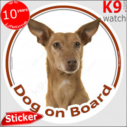 Podenco Canario , car circle sticker "Dog on board" decal label adhesive, Canary Island Warren Hound dog photo notice