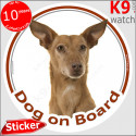 Podenco Canario, carcircle sticker "Dog on board" 14 cm