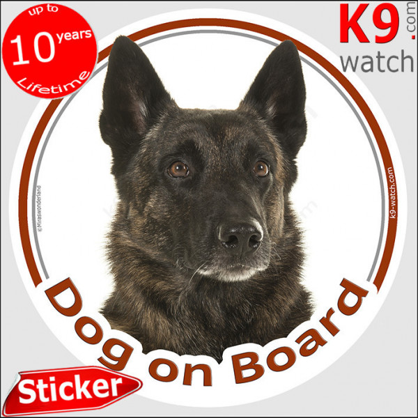 Brindle medium hair Dutch Shepherd, car circle sticker "Dog on board" decal photo adhesive car label hollandaise herder short