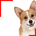 Welsh Corgi