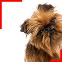 Brussels Griffon