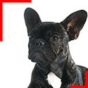 Brindle Frenchie