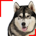 Malamute